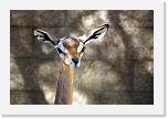 Giraffengazelle * Giraffengazellen haben - wie Footballer - schwarze Lidstriche, um das Spiegeln der großen Augen zu reduzieren. * 2581 x 1724 * (1.66MB)